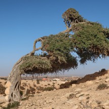 Argan tree formed by the wind